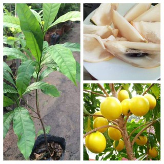 [Cây giống] Vú sữa hoàng kim - Vú sữa Vàng Đài Loan giống chuẩn Size trung