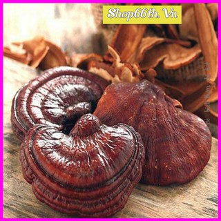 Sỉ như lẻ 500g nấm linh chi rừng Tây Bắc