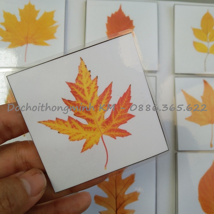 HỌC LIỆU - MATCHING tìm hình của lá
