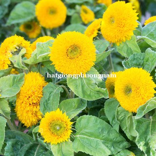 HẠT GIỐNG HOA HƯỚNG DƯƠNG LÙN KÉP
