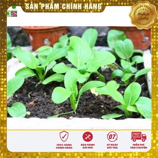 Hạt giống Cải Chít 20gram [Bán Sỉ]