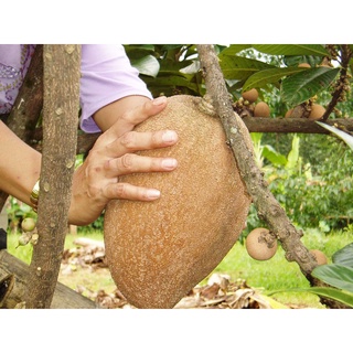 Cây hồng xiêm ruột đỏ khổng lồ .