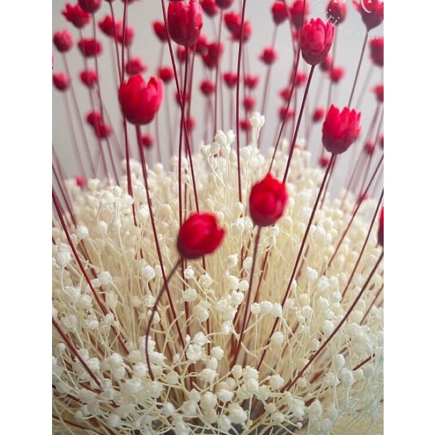Mua lẽ như sỉ, 100 bông hoa Tuyết nhiệt đới, Snowy, Star flower. Hoa có xuất xứ Brazil tặng kèm lọ thuỷ tinh mini