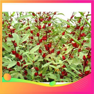 Hạt Giống Atiso Đỏ - 10 Hạt VIETGAR