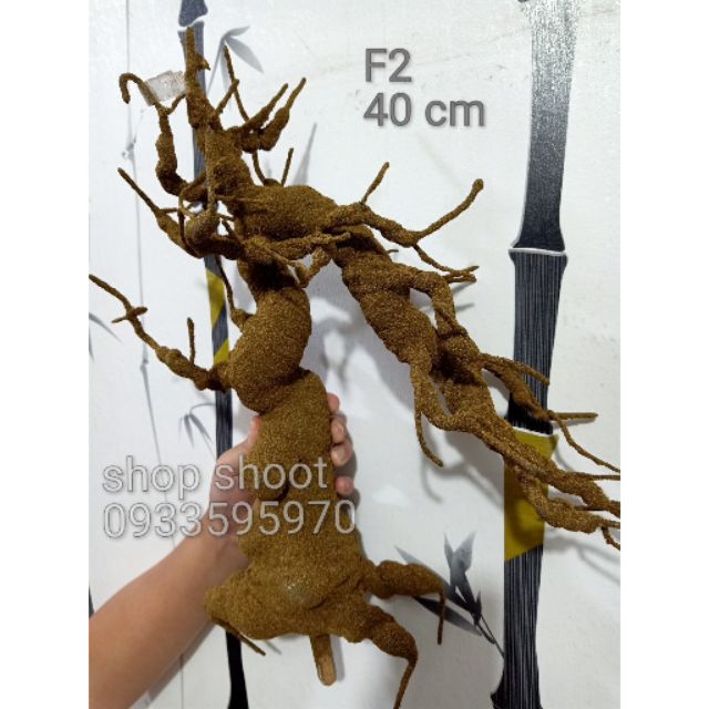 Gốc bonsai F2 cao 40cm