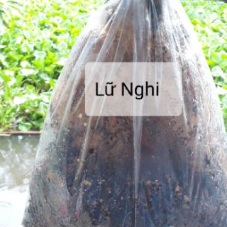 Mật ong Rừng UMinh