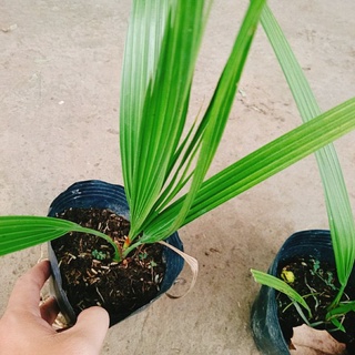 Cây Chà Là Trung Đông