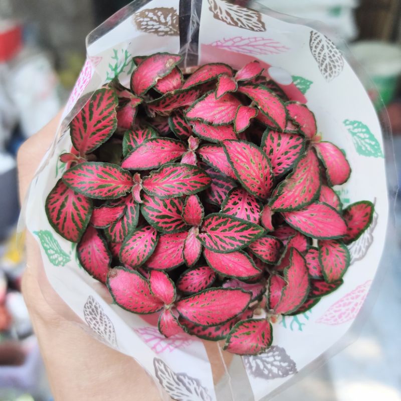 Cây cẩm nhung Fittonia, lá may mắn nhiều màu đẹp.