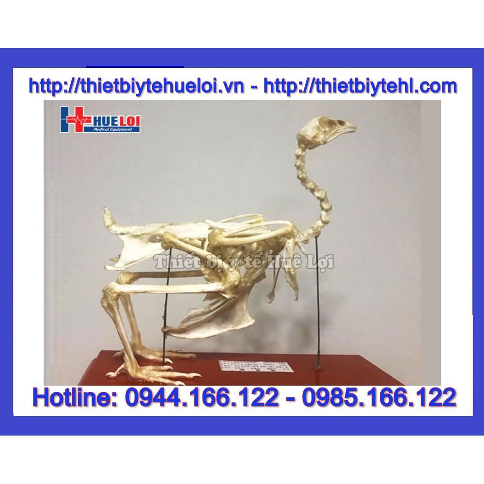 Mô hình giải phẫu bộ xương gà