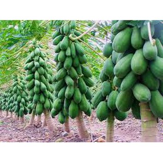 Hạt giống Đu Đủ Lai F1 Cây Lùn 20 Hạt