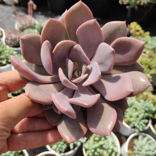 Sen hồng hoa size trung