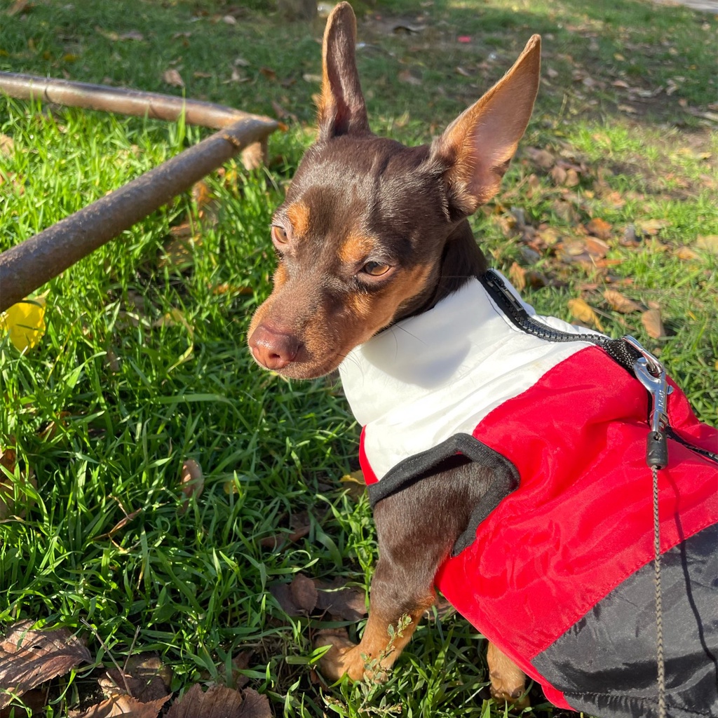 Áo Khoác Giữ Ấm Chống Gió Mùa Đông Cho Thú Cưng