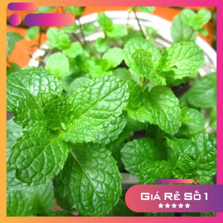 Hạt Giống Húng Bạc Hà Ta( Húng Lủi)