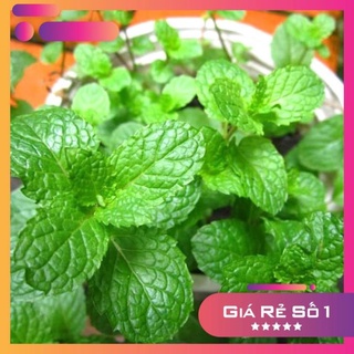 Hạt giống húng bạc hà ta