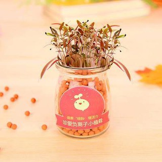 PUDDING GIEO MẦM