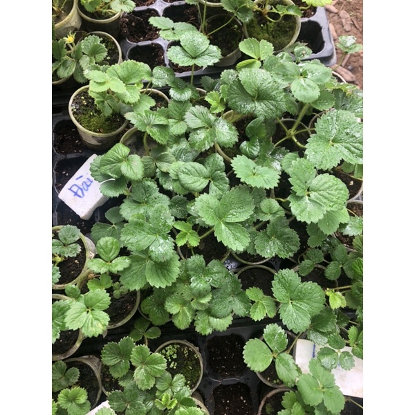 5 cây Mô ly dâu tây 1-1,5 tháng có 9-10 giống dâu, inb shop để biết chi tiết tên giống