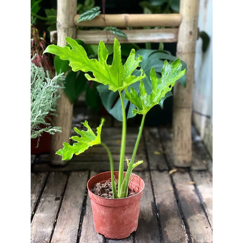 Cây Philodendron selloum Lacy Tree (Cây Trầu Bà Thanh Xuân) cao &gt;25cm chậu nhựa 10cm