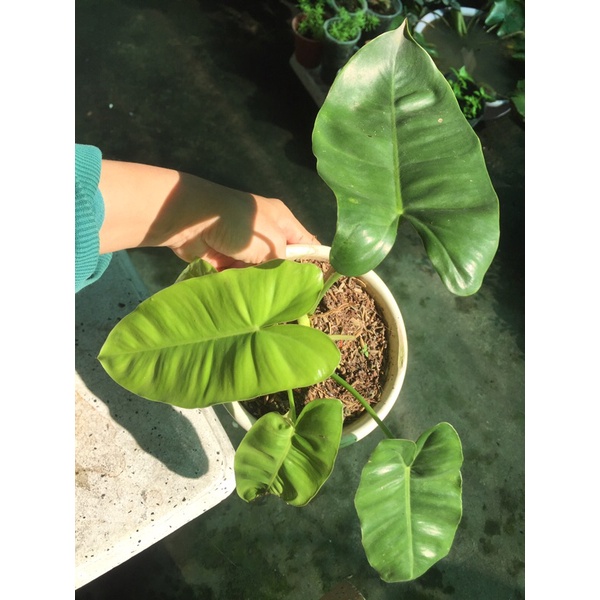 Trầu bà tỷ phú Philodendron Burle Marx