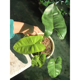 Trầu bà tỷ phú Philodendron Burle Marx