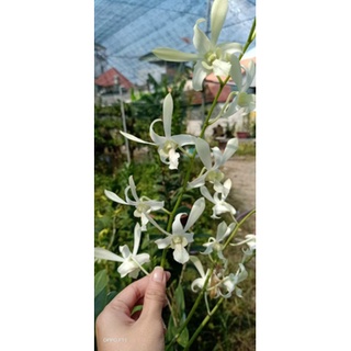 Denro nắng C.white trưởng thành sắp hoa