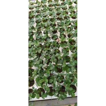 10 cây dâu tây cấy mô nhật lùn trong vỉ
