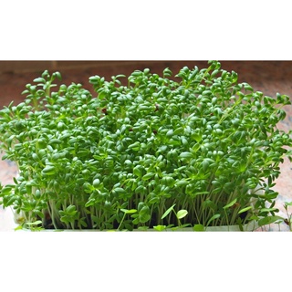 Hạt Giống Rau Mầm Cải