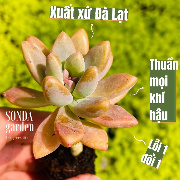 Sen đá pha lê SONDA GARDEN size mini 2.5-4cm, xuất xứ Đà Lạt, khoẻ đẹp, lỗi 1 đổi 1