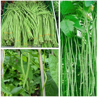 Hạt Giống Đậu Đũa 50g