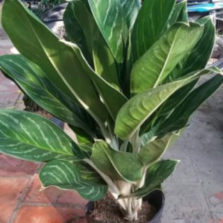 Cây Bạch Mã Hoàng Tử