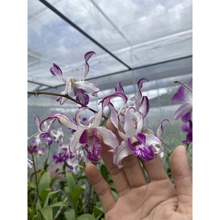 Cây hoa lan Dendro đột biến Hổ Mang Chớp cấy đỉnh