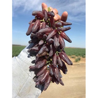 Cây Nho Phù Thủy Halloween (Witch Finger)