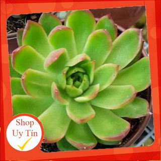 sen đá Đế vương đầu đỏ🍏 |FREESHIP| 🔥 XỨ NÓNG, ĐÃ THUẦN KHÍ HẬU, KHOẺ ĐẸP 🍏 LỖI 1 ĐỔI 1