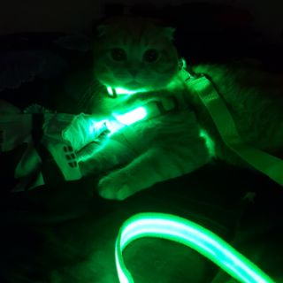 Đai yếm đèn Led cho chó mèo