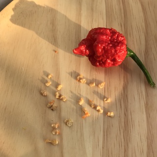 Hạt ớt giống Carolina Reaper Red (CRR)