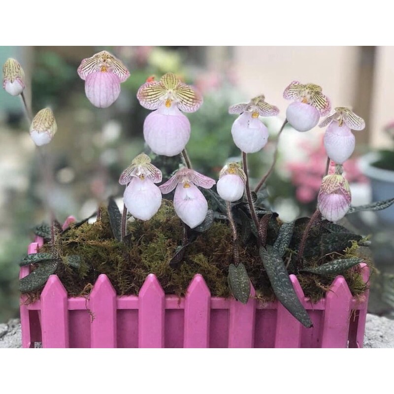 Lan hài móc hồng