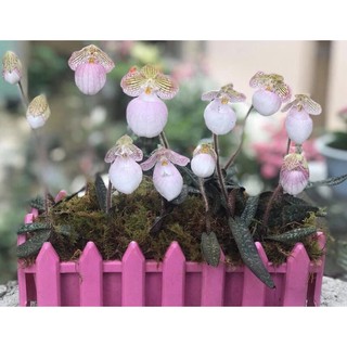 Lan hài móc hồng