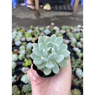 Sen đá cúc xoáy. Hiếm