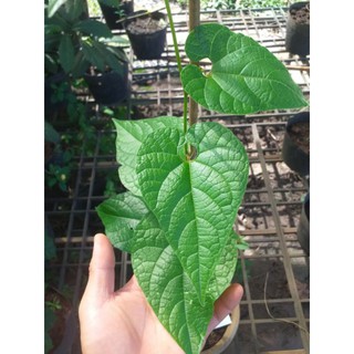 Cây giống La hán quả