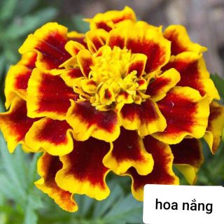 Gói 500 hạt Cúc vạn thọ pháp.....