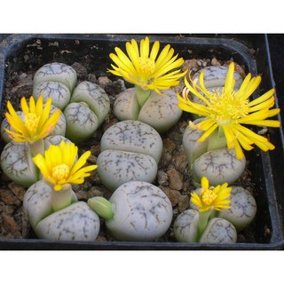 Hạt giống cây thạch lan f1