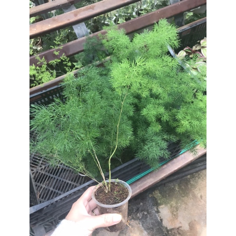 Chậu ly tùng nho