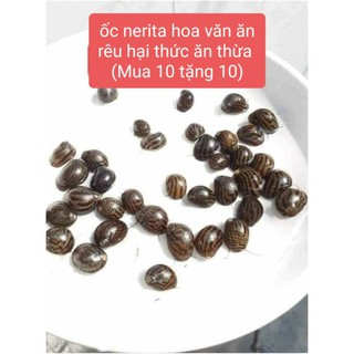 (mua 10 tặng 10) ốc ăn rêu hại thức ăn thừa ốc, trang trí bể cá