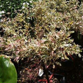 Cây Bàng Ruby Nhật
