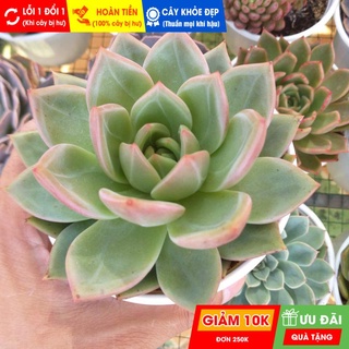 Sen đá pha lê đỏ size trung, đã thuần khí hậu nóng, khoẻ đẹp, hoàn tiền khi cây bị hư hoặc lỗi
