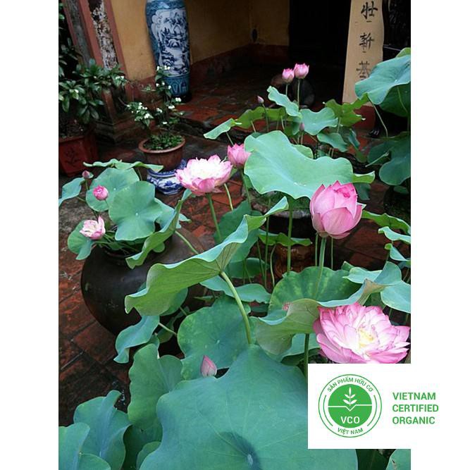 10 Hạt giống Sen ta (kèm Hướng dẫn ươm) THUTHUY