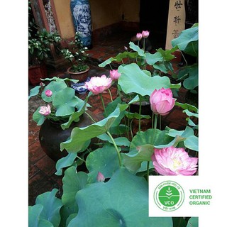 10 hạt giống sen ta thuthuy