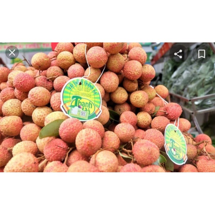 Vải thiều tươi TRỨNG TRẮNG THANH HÀ thượng hạng - 1kg -hàng loại 1 ngon ngọt | BigBuy360 - bigbuy360.vn
