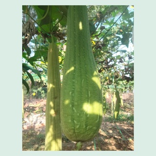 Bông Tắm Tẩy Tế Bào Chết, Xơ Mướp Rửa Chén, Sơ Mướp, Hữu Cơ Xuất Khẩu, Miếng Rửa Chén