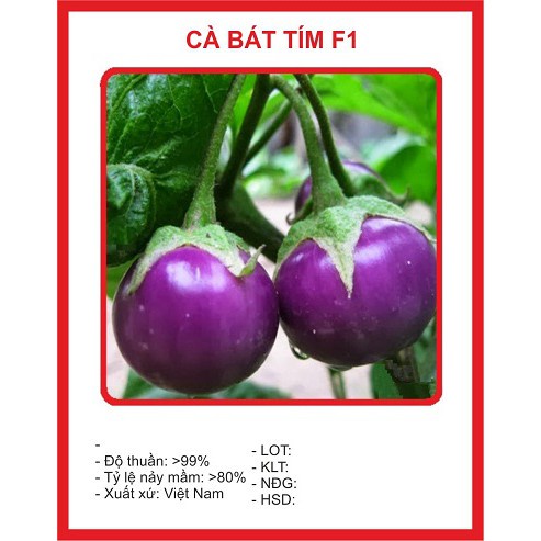 Hạt giống Cà tím tròn ( cà bát tím ) gói 2gr/gói