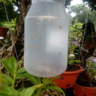 BẪY RUỒI VÀNG